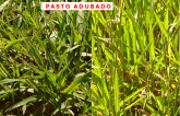 Adubo Foliar Orgânico